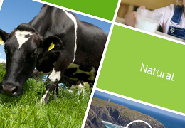 Ornua Ingredients UK website